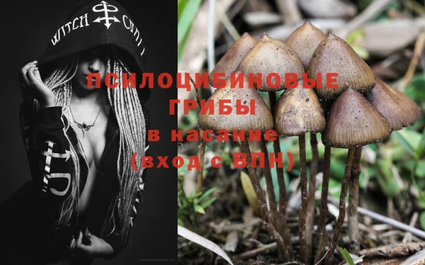 прущие грибы Алзамай